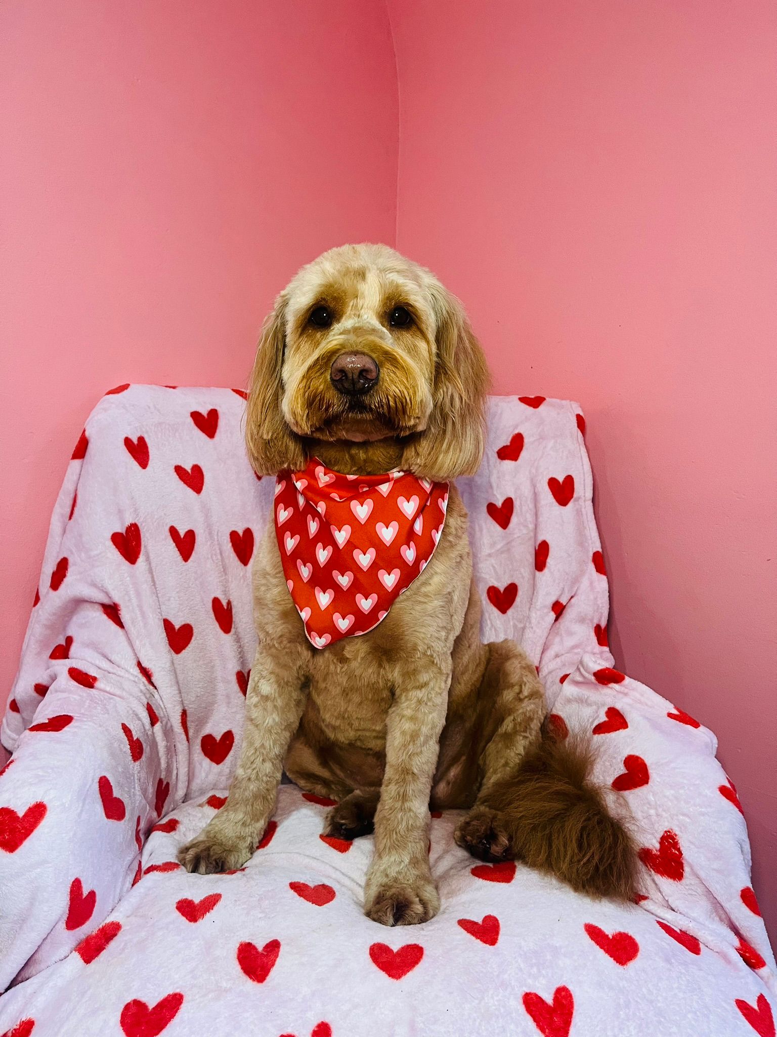 Recent groom at Sam's Scrub Club, Liverpool